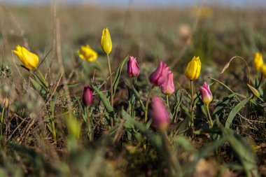 sahada alan laleler.