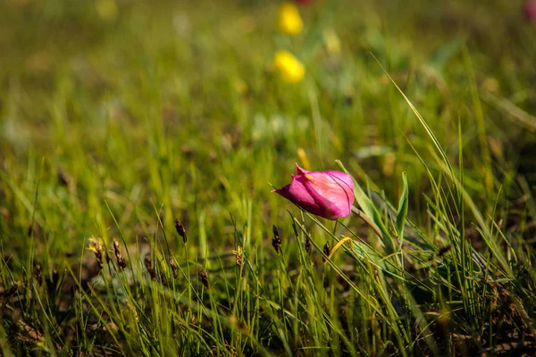 Tulipes de champ sur le terrain . — Photo
