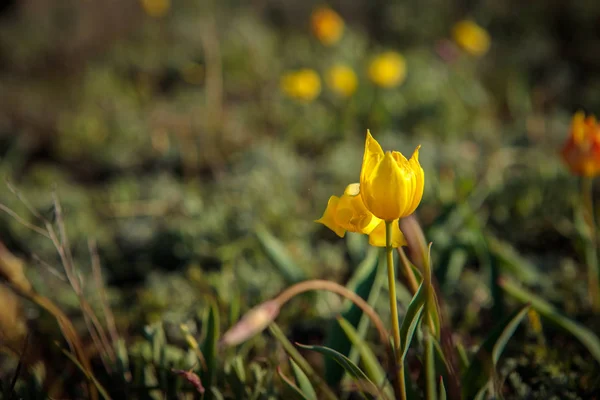 Field tulips on the field. — Stock Photo, Image