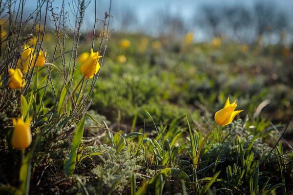 Field tulips on the field. — Stock Photo, Image