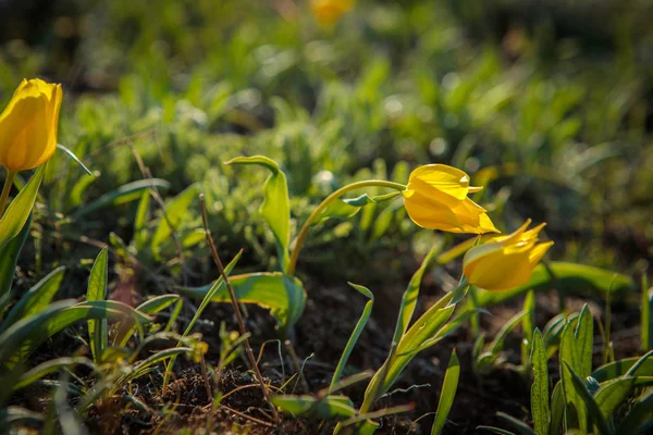 Field tulips on the field. — Stock Photo, Image