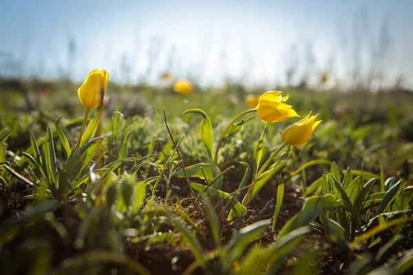 sahada alan laleler.