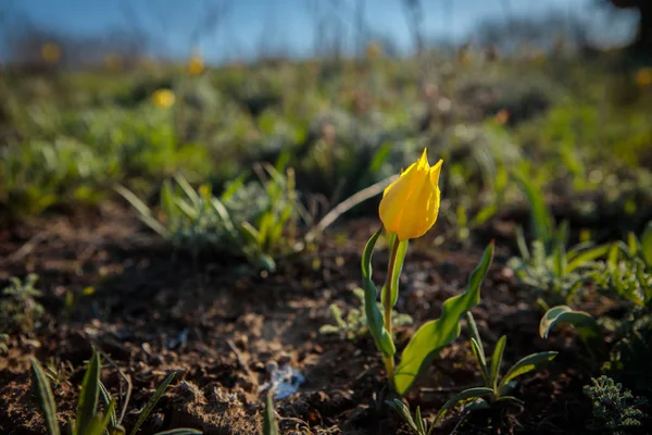 sahada alan laleler.