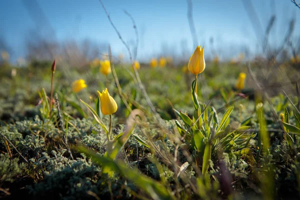 sahada alan laleler.