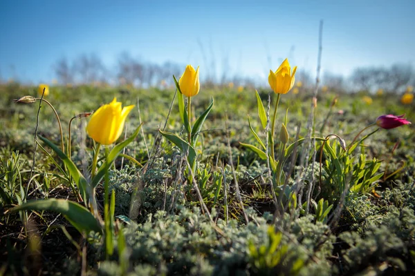 sahada alan laleler.