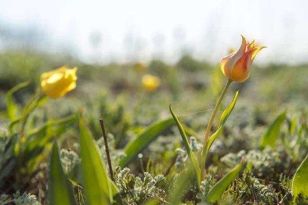 Field tulips on the field. — Stock Photo, Image