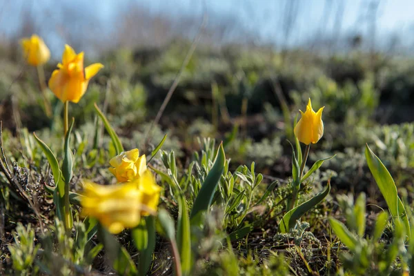 Field tulips on the field. — Stock Photo, Image