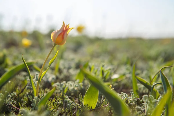 Tulipes de champ sur le terrain . — Photo