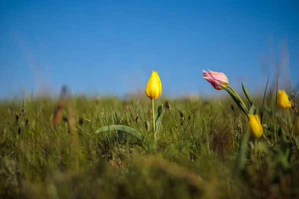 Tulipanów polowych na boisku. — Zdjęcie stockowe
