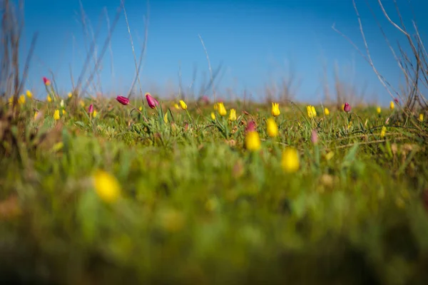 Field tulips on the field. — Stock Photo, Image