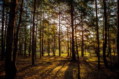 Dawn bir çam ormanı içinde.