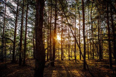 Dawn bir çam ormanı içinde.