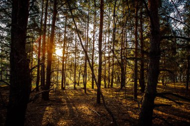 Dawn bir çam ormanı içinde.