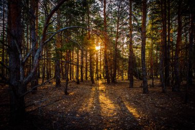 Dawn bir çam ormanı içinde.