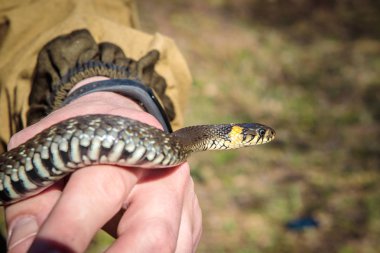 Elleri çok sıradan. 