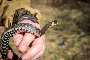 Elleri çok sıradan. 