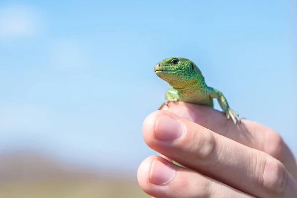 Lagarto de arena macho en las manos — Foto de Stock