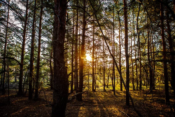 Dawn bir çam ormanı içinde.