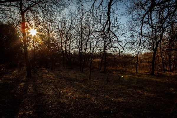 Рассвет в сосновом лесу . — стоковое фото