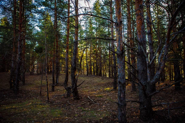 Рассвет в сосновом лесу . — стоковое фото