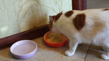 Kırmızı lekeler kedi ile genç güzel beyaz kedi kırmızı bir kase, yakın çekim, yavaş hareket gıda yiyor