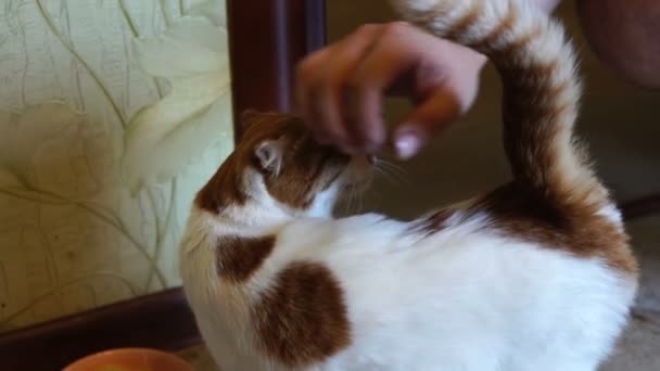 Giovane Accarezzare Bel Gatto Affettuoso Bianco Con Macchie Rosse Primo — Video Stock