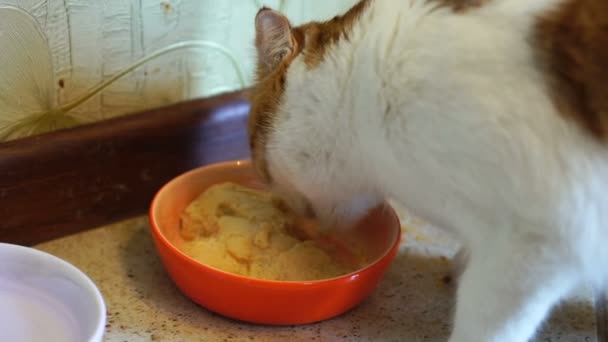 Junge Schöne Weiße Katze Mit Roten Flecken Katze Frisst Futter — Stockvideo