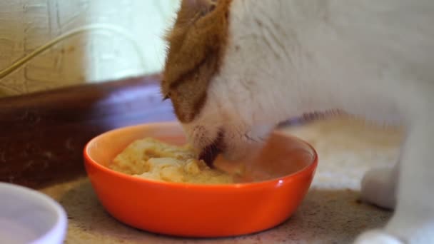 Joven Hermoso Gato Blanco Con Manchas Rojas Gato Come Comida — Vídeos de Stock