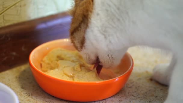 Joven Hermoso Gato Blanco Con Manchas Rojas Gato Come Comida — Vídeo de stock