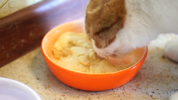 Giovane Bel Gatto Bianco Con Macchie Rosse Gatto Mangia Cibo — Video Stock