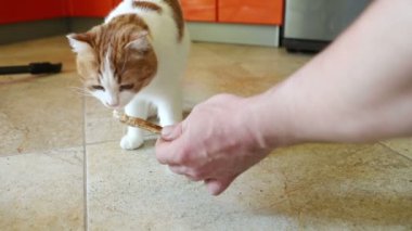 Kırmızı lekeler ile genç güzel kedi, insanın elinden lezzetli bir tedavi Nibbles, yakın çekim