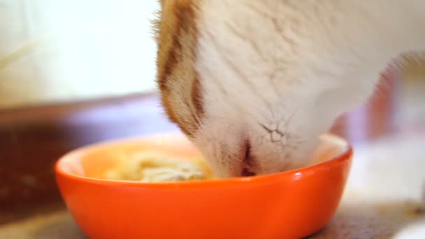 Ung Vacker Vit Katt Med Röda Fläckar Katt Äter Mat — Stockvideo