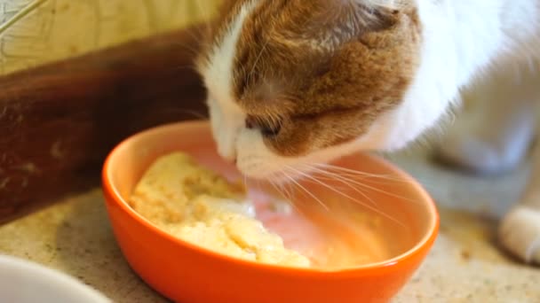 Giovane Bel Gatto Bianco Con Macchie Rosse Gatto Mangia Cibo — Video Stock