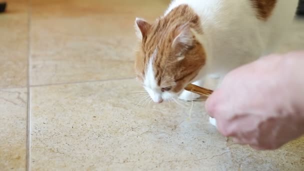 Jonge Mooie Kat Met Rode Vlekken Hapjes Een Smakelijke Traktatie — Stockvideo