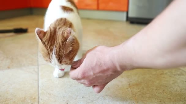 Jonge Mooie Kat Met Rode Vlekken Hapjes Een Smakelijke Traktatie — Stockvideo