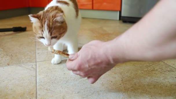 Young Beautiful Cat Red Spots Nibbles Tasty Treat Hands Man — Stock Video