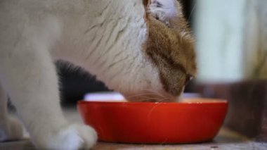 Kırmızı lekeler kedi ile genç güzel beyaz kedi kırmızı bir kase gıda yiyor, yakın çekim