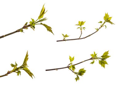 Genç yeşil yapraklı akçaağaç dalı. beyaz üzerine izole