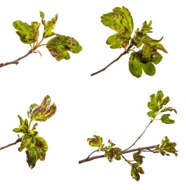 hastalıketkilenen yaprakları ile dal frenk üzümü çalı. Yalıt