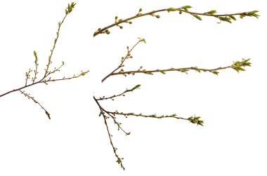 Erik ağacının dalı. yeşil taze yapraklar. beyaz üzerine izole