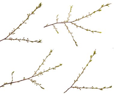 Erik ağacının dalı. yeşil taze yapraklar. beyaz üzerine izole