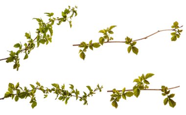 Ahududu çalısı ve taze yeşil yapraklar. beyaz üzerine izole