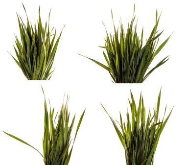 Bir demet yeşil çimen. beyaz üzerine izole