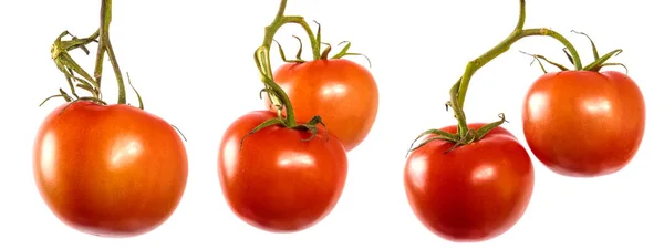 Tomates vermelhos maduros em um ramo. conjunto — Fotografia de Stock