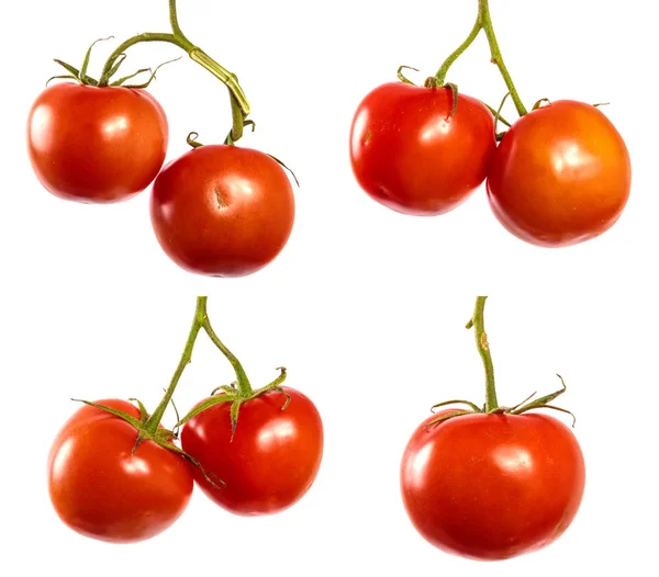 Reife rote Tomaten auf einem Zweig. eingestellt — Stockfoto