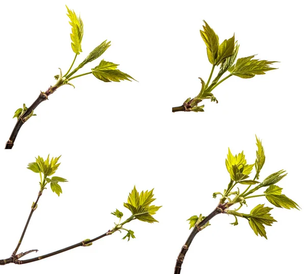 若い緑の葉を持つカエデの木の枝。白に隔離され — ストック写真