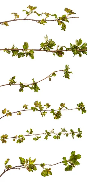Κλαδί φραγκοστάφυλο με φύλλα που επηρεάζονται από την ασθένεια. Απομονώσετε — Φωτογραφία Αρχείου