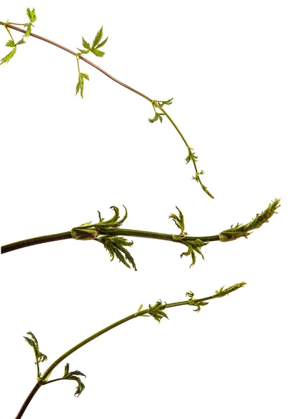 Feuilles vertes d'une plante grimpante avec une vigne. isolé sur blanc — Photo