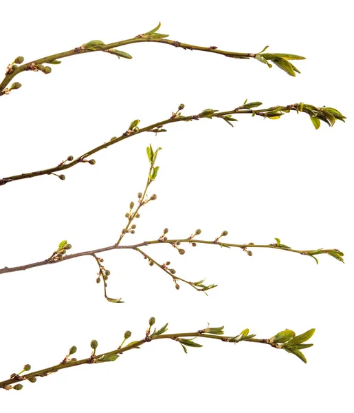 Gren av plommonträdet. gröna unga blad. isolerad på vitt — Stockfoto