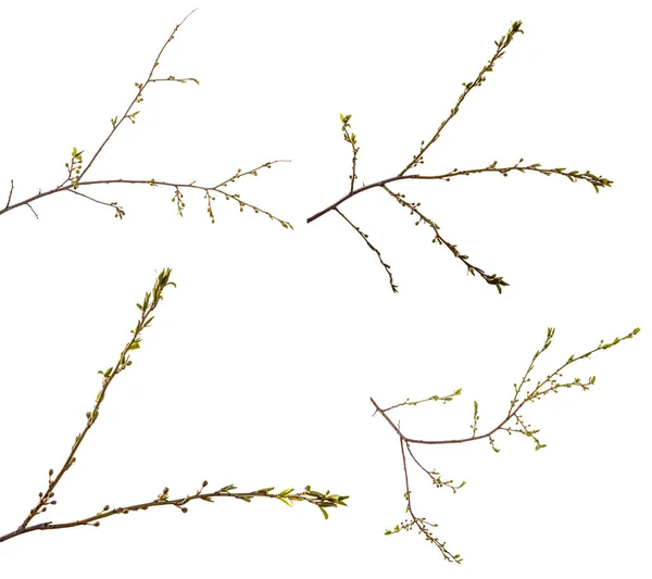 Branche du prunier. jeunes feuilles vertes. isolé sur blanc — Photo